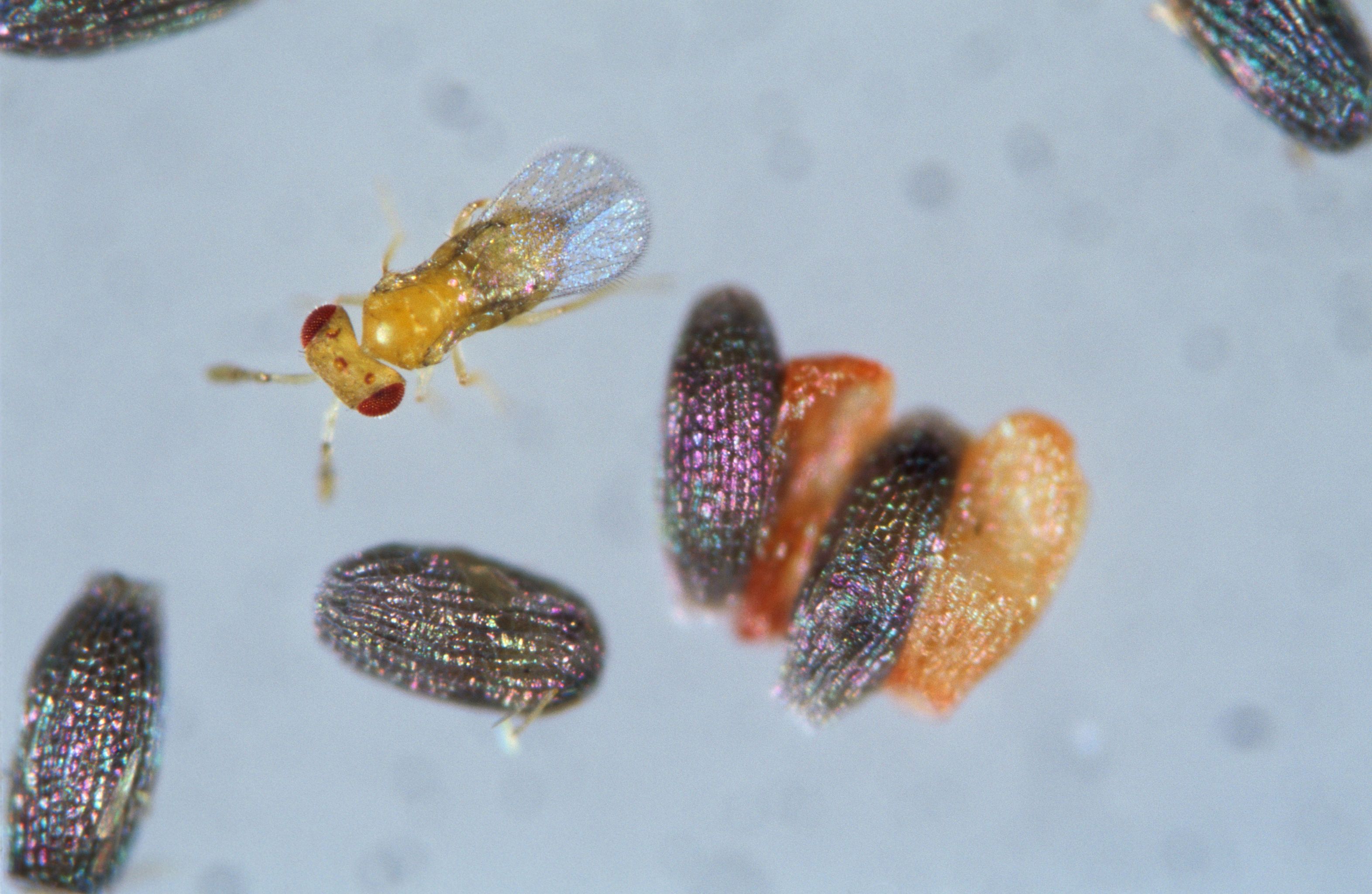 Trichogramma brassicae adulte